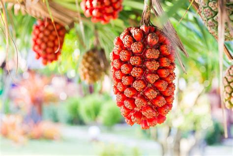 13 Weird and Rare Fruits from Around the World.